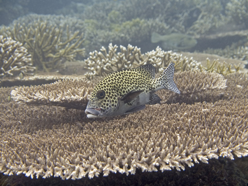 Harlequin Sweetlips, South Point